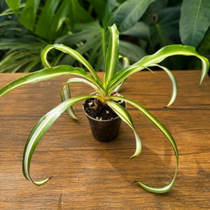 May include: A small spider plant in a dark plastic pot with long, arching, lance-shaped leaves. The foliage is variegated, featuring bright green centers with distinct white margins that taper to pointed tips, radiating outward from the center.