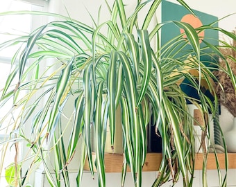 Rooted Spider Plant Cuttings, Chlorophytum comosum Vittatum, Easy Care Houseplant