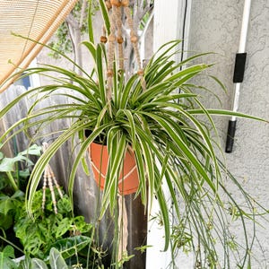 Rooted Reverse Variegated Spider Plant Cutting: Easy-Grow Houseplant