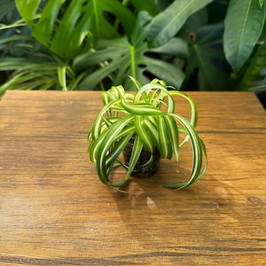 May include: A small spider plant with long, arching, variegated leaves featuring bright green edges and a central white stripe. The plant is contained in a dark, circular pot, showcasing a dense cluster of foliage that curves downward toward the base.