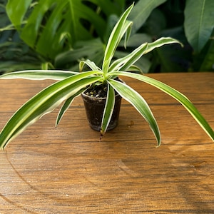 May include: A small spider plant with long, arching, lance-shaped leaves featuring a vibrant green center and distinct white margins. The plant is potted in a dark, cylindrical plastic container filled with soil, showcasing its natural growth.