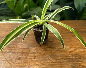 Reverse Spider Plant (Chlorophytum comosum 'Reverse Variegatum') Starter Plant, 2in clear pot, Easy-Grow Air-Purifying Houseplant