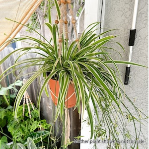 Rooted Reverse Spider Plant Cutting, Easy-Grow Air-Purifying Houseplant