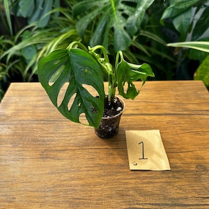 May include: A small potted Monstera Adansonii plant with vibrant green leaves and distinctive holes. The plant sits on a wooden surface, with a small paper tag labeled "1". The background features lush green foliage.
