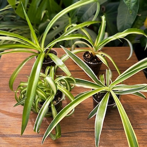 May include: Four spider plants in small clear plastic pots, each featuring long, arching, pointed leaves with green centers and white margins. The plants are arranged in a group, displaying a variety of leaf lengths and growth patterns.