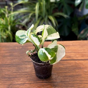 May include: A small potted plant with green and white variegated leaves. The plant is in a small, clear plastic pot filled with dark soil. The background is blurred, showing other plants and a wooden surface.
