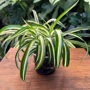 May include: A potted spider plant with long, arching green and white striped leaves. The plant is in a clear plastic pot, sitting on a wooden surface. The background features lush green foliage.