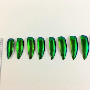 Wholesale 100 g Natural Emerald Green Jewel  Elytra Beetle Wings
