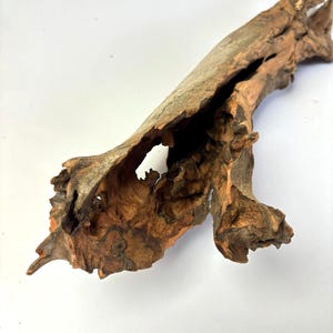 Natural Aquarium Driftwood from Thailand 16&quot; | Aquarium Driftwood | Aquarium Decor | Fish Tank | Terrarium Wood Decor |