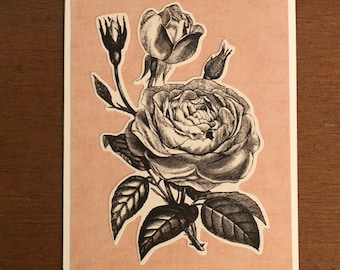 Pink Rose blank card