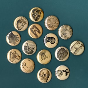 Vintage Anatomy 2,5 cm Buttons Set von 6 SORTIERTE