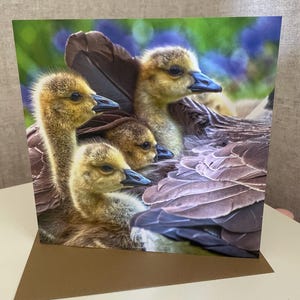 Cartão de felicitações Spring Goslings Cornwall 6x6 em branco por dentro para sua mensagem pessoal