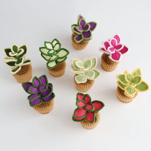 May include: Eight small crocheted succulent plants in tan pots. Each plant features layered, textured leaves in various colors including dark green, light green, purple, bright pink, and yellow, with contrasting cream-colored edges on the leaves.