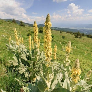 Mullein seeds 1000ct