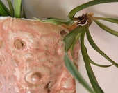 Planter