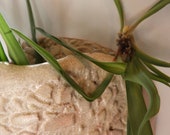 Planter
