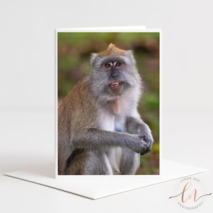 May include: A greeting card featuring a photograph of a long-tailed macaque with brown and gray fur. The monkey is sitting with its hands clasped, displaying a facial expression with its mouth slightly open, revealing small teeth and red gums.