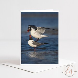 Laughing Gull Photo Card, Coastal Seabird Photography, Florida Wildlife Stationery, 5 x 7 Blank Inside