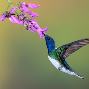 White-necked Jacobin Hummingbird | Tropical Bird Wall Art Print | Costa Rica Wildlife Photography