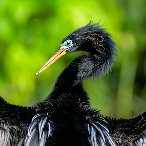 Peut inclure: Un oiseau anhinga noir au long cou élancé et au bec pointu jaune orangé. L'oiseau possède des plumes noires irisées, un cercle turquoise distinct autour de l'œil et ses ailes sont largement déployées, révélant des plumes grises et blanches.