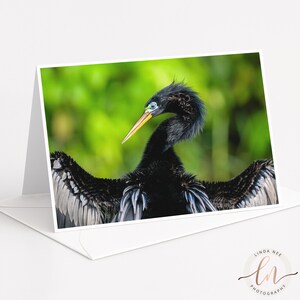 Peut inclure: Une carte de vœux pliée présentant une photographie haute résolution d'un anhinga aux plumes noires, au long cou élancé et au bec jaune pointu. L'oiseau est capturé avec ses ailes largement déployées sur un fond vert éclatant.