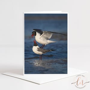 Puede incluir: Tarjeta de felicitación con una fotografía de dos gaviotas. Una gaviota está posada encima de la otra, con las alas extendidas. Las aves tienen plumaje negro, blanco y gris y picos rojos. La tarjeta es blanca con un sobre a juego.