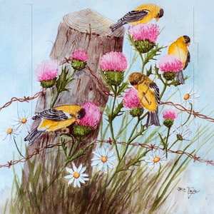 Watercolor American Goldfinch Print: Daisies and Thistle by Arie Taylor