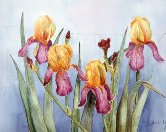 Flower Prints Iris Watercolor Print, Yellow Purple Iris Prints, Still Life Art, Gifts for her