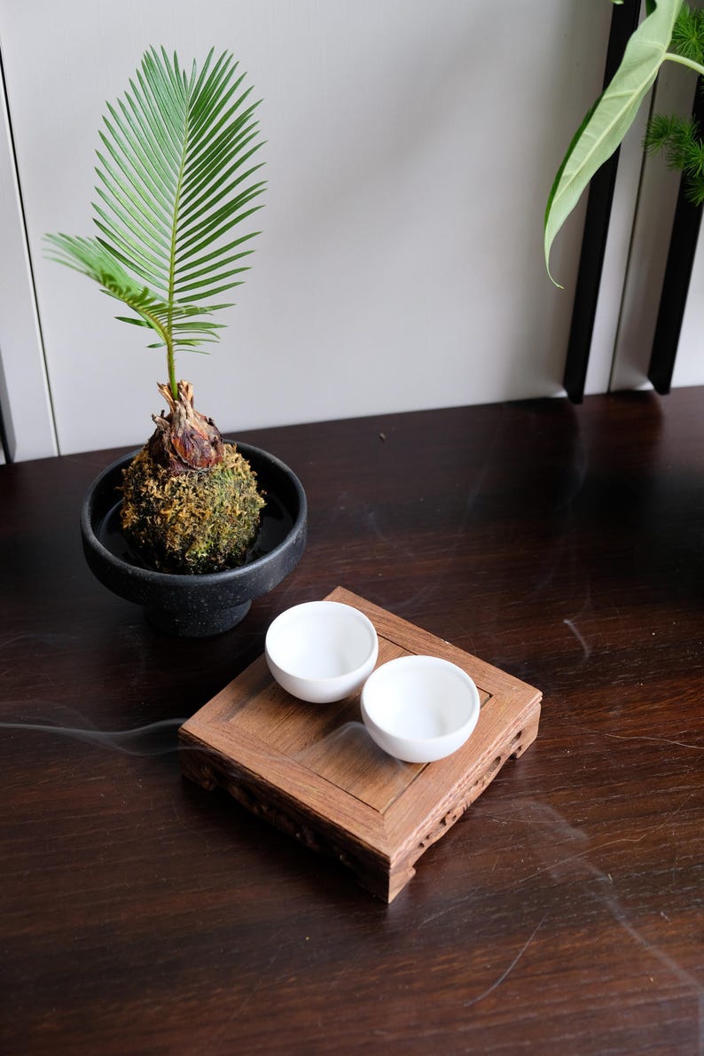 May include: Two white ceramic teacups on a wooden tray with intricate carvings. The tray is on a dark wood table with a small potted plant in the background.