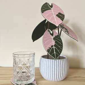 アロカシア ワトソニアナ ピンク Alocasia watsoniana pink variegated - Etsy 日本