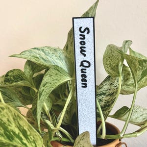 May include: A white plant marker with black text that reads "Snow Queen" is inserted into a potted plant with green and white variegated leaves.