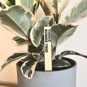 May include: A variegated rubber tree plant in a gray pot with a yellow plant tag that reads "TINEKE RUBBER TREE".