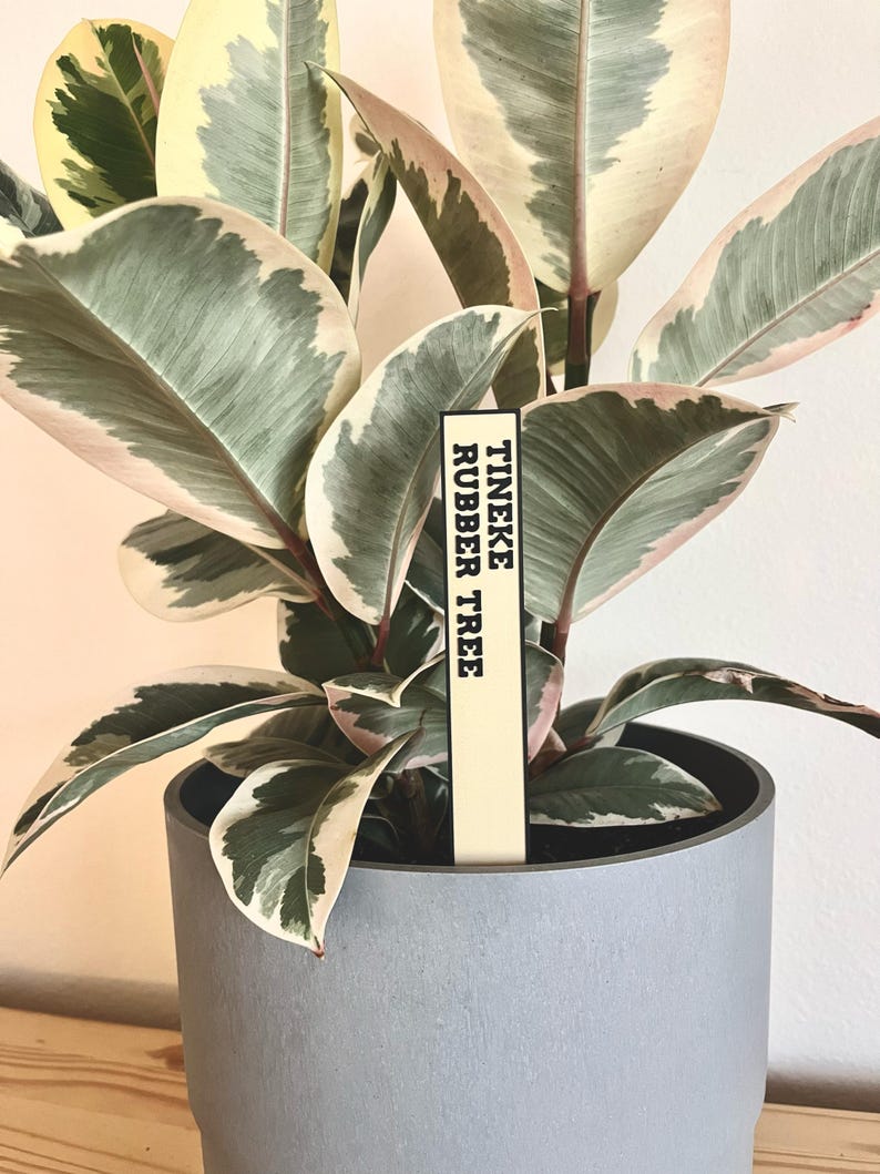 May include: A variegated rubber tree plant in a gray pot with a yellow plant tag that reads "TINEKE RUBBER TREE".
