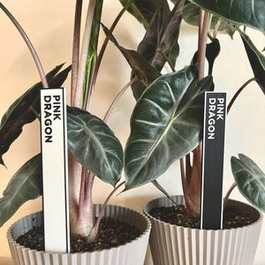 May include: Two potted plants with dark green leaves and pink stems. The plants are labeled "Pink Dragon" on white and black rectangular tags.
