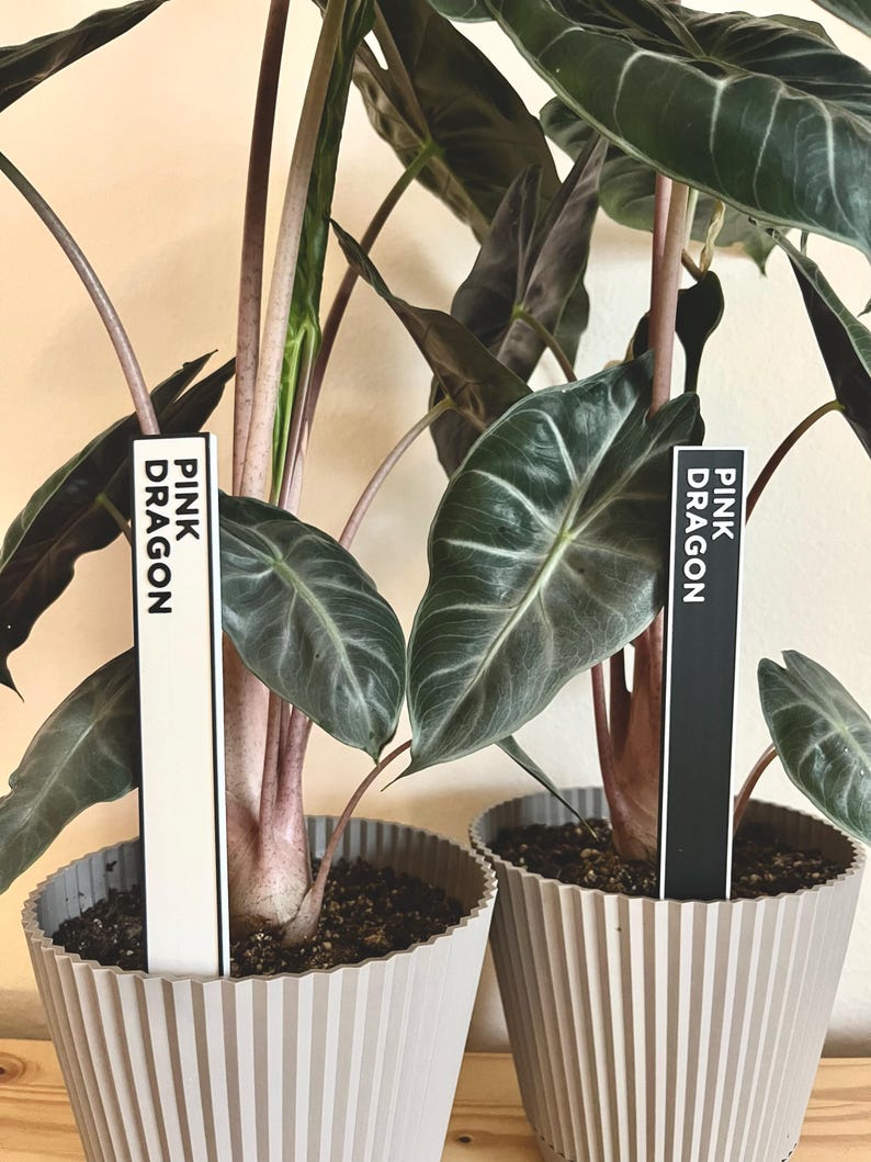 May include: Two potted plants with dark green leaves and pink stems. The plants are labeled "Pink Dragon" on white and black rectangular tags.