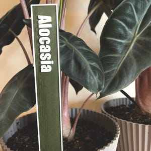 May include: A green plant tag with the word "Alocasia" written in white letters. The tag is inserted into the soil of a potted plant with large, dark green leaves.