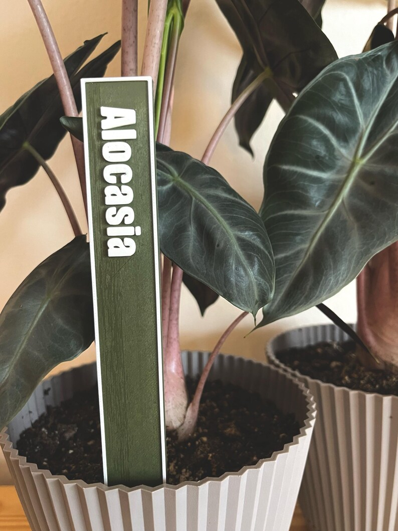 May include: A green plant tag with the word "Alocasia" written in white letters. The tag is inserted into the soil of a potted plant with large, dark green leaves.