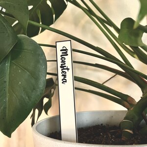 May include: A close-up of a potted Monstera plant with a white plant label that says "Monstera".