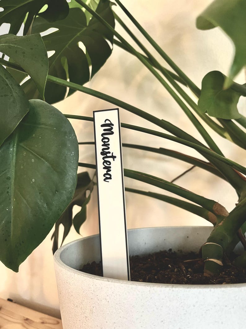 May include: A close-up of a potted Monstera plant with a white plant label that says "Monstera".