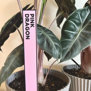 May include: A pink plant label with black text that reads "PINK DRAGON" is stuck in the soil of a potted plant.