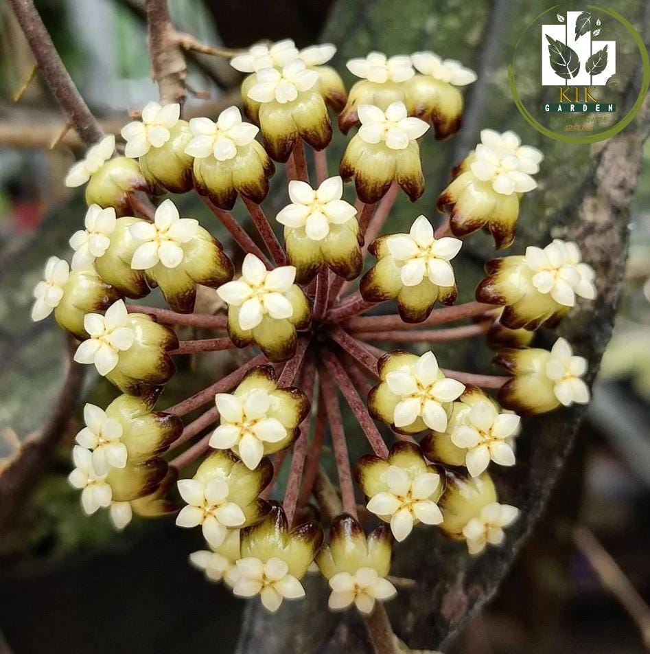 Hoya Clemensiorum Sp North Sumatra - Etsy