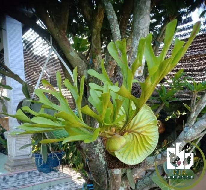Platycerium Ridleyi Dwarf - Etsy