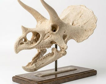 Triceratops Skull Replica: 3D Fossil Scan, Hand-Painted Mixed Media, Hardwood Base, Prehistoric Decor