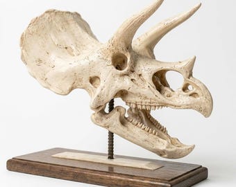 Triceratops Skull Replica: 3D Fossil Scan, Hand-Painted Mixed Media, Hardwood Base, Prehistoric Decor