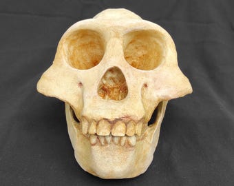 Handmade Human Skull Replica – Gothic Office Decor, Anatomical Model