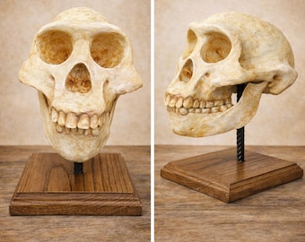 Homo Erectus Skull Replica – Life-Size Prehistoric Human Fossil, Realistic Paleoanthropology Model & Decor