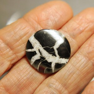 Cabbed Septarian Nodules-Black and White 23.5mm & 18x30mm image 3