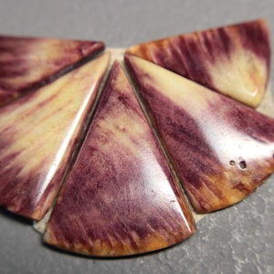 Two-Tone Spiny Oyster Fan- All or Part! 15% off if buy all 5
