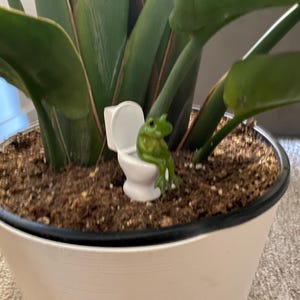 Turn ordinary decor into a conversation starter with this funny frog figurine on a toilet. A compact novelty frog statue that’s perfect for bathrooms, offices, and desks, it makes a hilarious gag gift or stocking stuffer. Loved by frog lovers and fans of quirky, humorous decor.