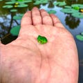 Kawaii Mini Frog Figurines – Cute Tiny Frogs for Desk Decor, Mini Animal Figurines, Adorable Frog Miniatures Craft Supplies